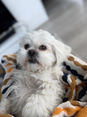 Milo - Lhasa Apso Shih Tzu rescue dog