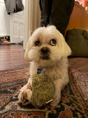 Milo with toy - the star of the show